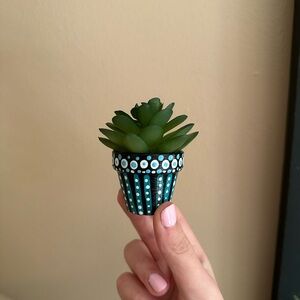 Miniature Green Succulent in Black and White Pot